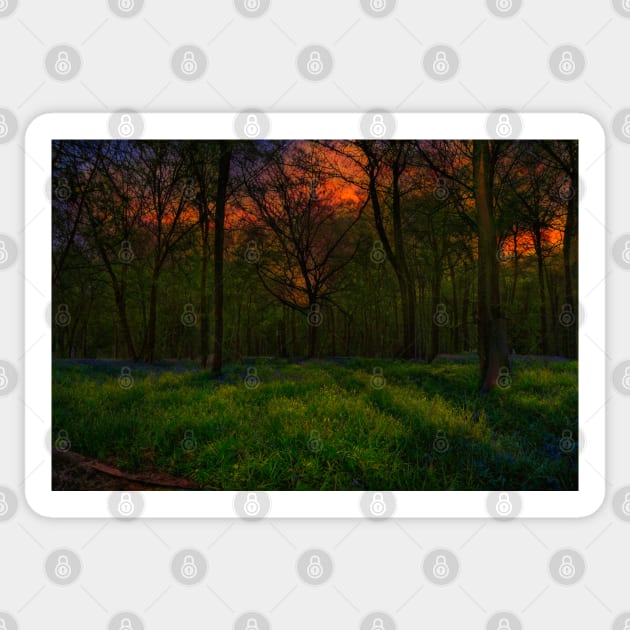 Bluebell Sunrise Sticker by Graz-Photos